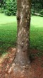 jedľa španielska (Abies pinsapo) - kôra