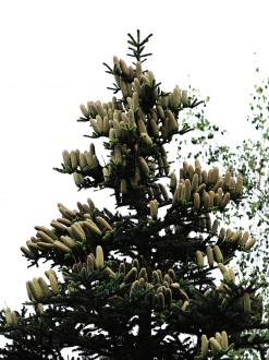 jedľa španielska (Abies pinsapo) - šišky