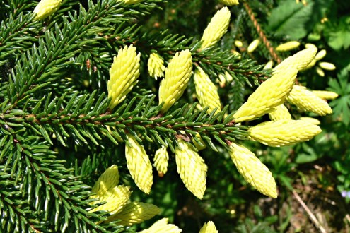 smrek východný (Picea orientalis)