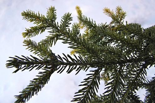 smrek východný (Picea orientalis)
