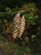 smrek východný (Picea orientalis)