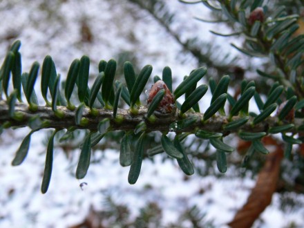 jedľa kórejská (Abies koreana)