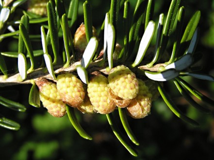 jedľa kórejská (Abies koreana) - ♂ šištičky