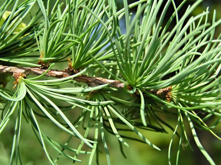 smrekovec japonský (Larix kaempferi)
