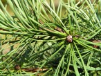 smrekovec japonský (Larix kaempferi)