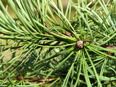 smrekovec japonský (Larix kaempferi)