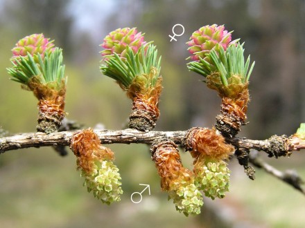 smrekovec japonský (Larix kaempferi) - samčie a samičie šištice