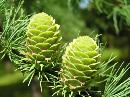 smrekovec japonský (Larix kaempferi)
