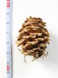 smrekovec japonský (Larix kaempferi)