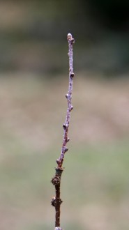 smrekovec japonský (Larix kaempferi)