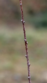 smrekovec japonský (Larix kaempferi)