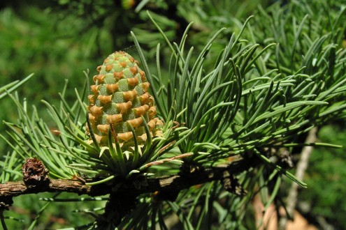 smrekovec japonský (Larix kaempferi) - ozdobný šiškami