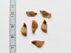 smrekovec japonský (Larix kaempferi) - semeno