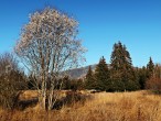 vŕba päťtyčinková (Salix pentadra) - 11/2020