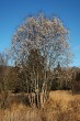 vŕba päťtyčinková (Salix pentadra) - samičí (♀) jedinec  11/2020