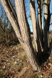 vŕba päťtyčinková (Salix pentadra) - kôra