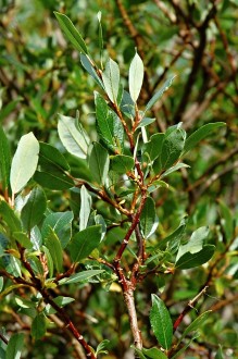 vŕba bobkolistá (Salix phylicifolia) - vetvička s listami