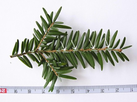 jedľovec kanadský (Tsuga canadensis) - na vrchnej strane vetvičky býva viacero ihlíc obrátených spodnou stranou nahor a hrotom smerujú ku koncu vetvičky