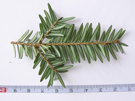 jedľovec kanadský (Tsuga canadensis) - spodná strana