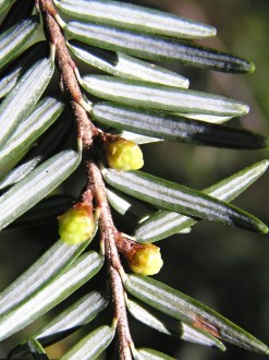 jedľovec kanadský (Tsuga canadensis) - samčie (♂)  šištice