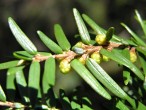 jedľovec kanadský (Tsuga canadensis) - samčie (♂)  šištice