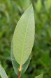 vŕba bobkolistá (Salix phylicifolia) - spodná strana
