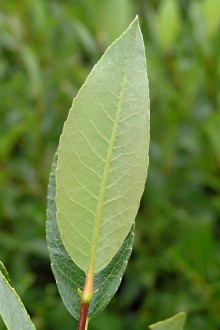 vŕba bobkolistá (Salix phylicifolia) - spodná strana
