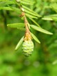 jedľovec kanadský (Tsuga canadensis) - samičie (♀)  šištice