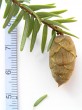 jedľovec kanadský (Tsuga canadensis) - šiška
