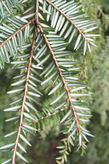 jedľovec kanadský (Tsuga canadensis) - spodná strana