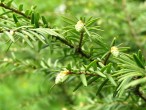jedľovec kanadský (Tsuga canadensis) - samičie (♀)  šištice