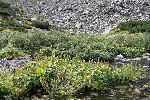 vŕba bobkolistá (Salix phylicifolia)