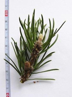 borovica Banksova (Pinus banksiana)