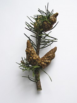 borovica Banksova (Pinus banksiana)