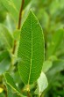 vŕba bobkolistá (Salix phylicifolia) - vrchná strana