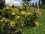 borovica Banksova (Pinus banksiana)