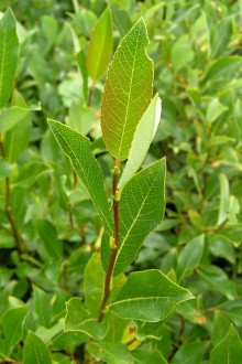 vŕba bobkolistá (Salix phylicifolia) - ročný výhonok (letorast)