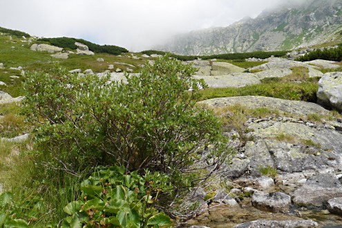 vŕba bobkolistá (Salix phylicifolia)