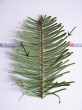 jedľa obrovská (Abies grandis) - spodný rad tvoria dlhšie ihlice (4,0 – 5,5 cm)