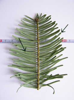 jedľa obrovská (Abies grandis) - spodný rad tvoria dlhšie ihlice (4,0 – 5,5 cm)