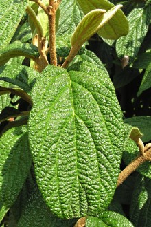 kalina vráskavolistá (Viburnum rhytidophyllum Hemsl.)