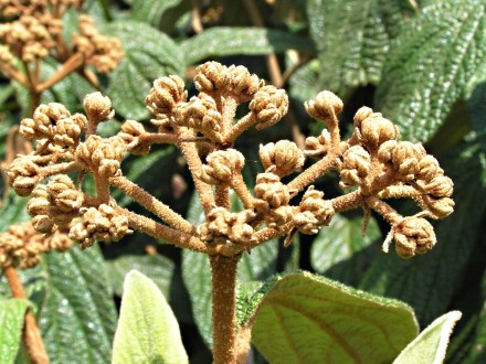 kalina vráskavolistá (Viburnum rhytidophyllum Hemsl.) - kvetné púčiky