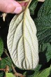 kalina vráskavolistá (Viburnum rhytidophyllum Hemsl.) - spodná strana