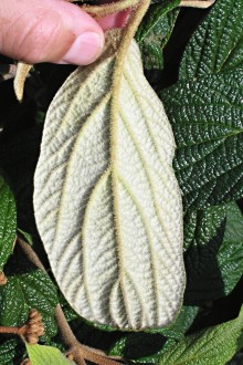 kalina vráskavolistá (Viburnum rhytidophyllum Hemsl.) - spodná strana