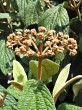 kalina vráskavolistá (Viburnum rhytidophyllum Hemsl.) - kvetné púčiky
