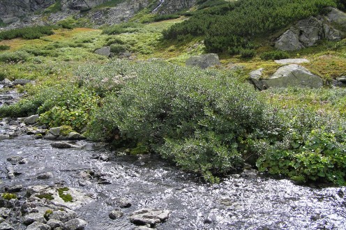 vŕba bobkolistá (Salix phylicifolia) - ako súčasť brehových porastov horskej bystriny