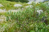 vŕba bobkolistá (Salix phylicifolia)