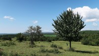 čerešňa vtáčia (Cerasus avium) - Silická plania (8/2020)