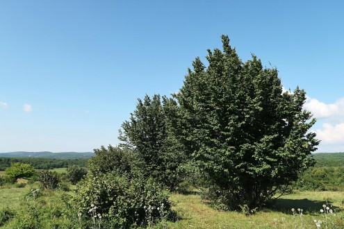 hrab obyčajný (Carpinus betulus) - krovitého vzrastu (Silická planina 8/2020)