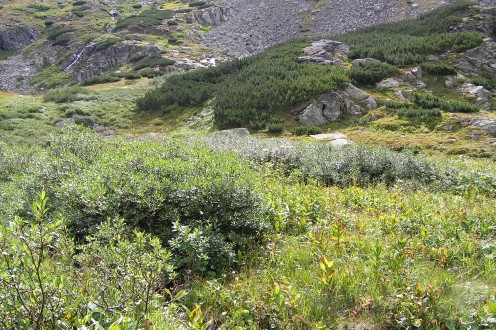 vŕba bobkolistá (Salix phylicifolia)
